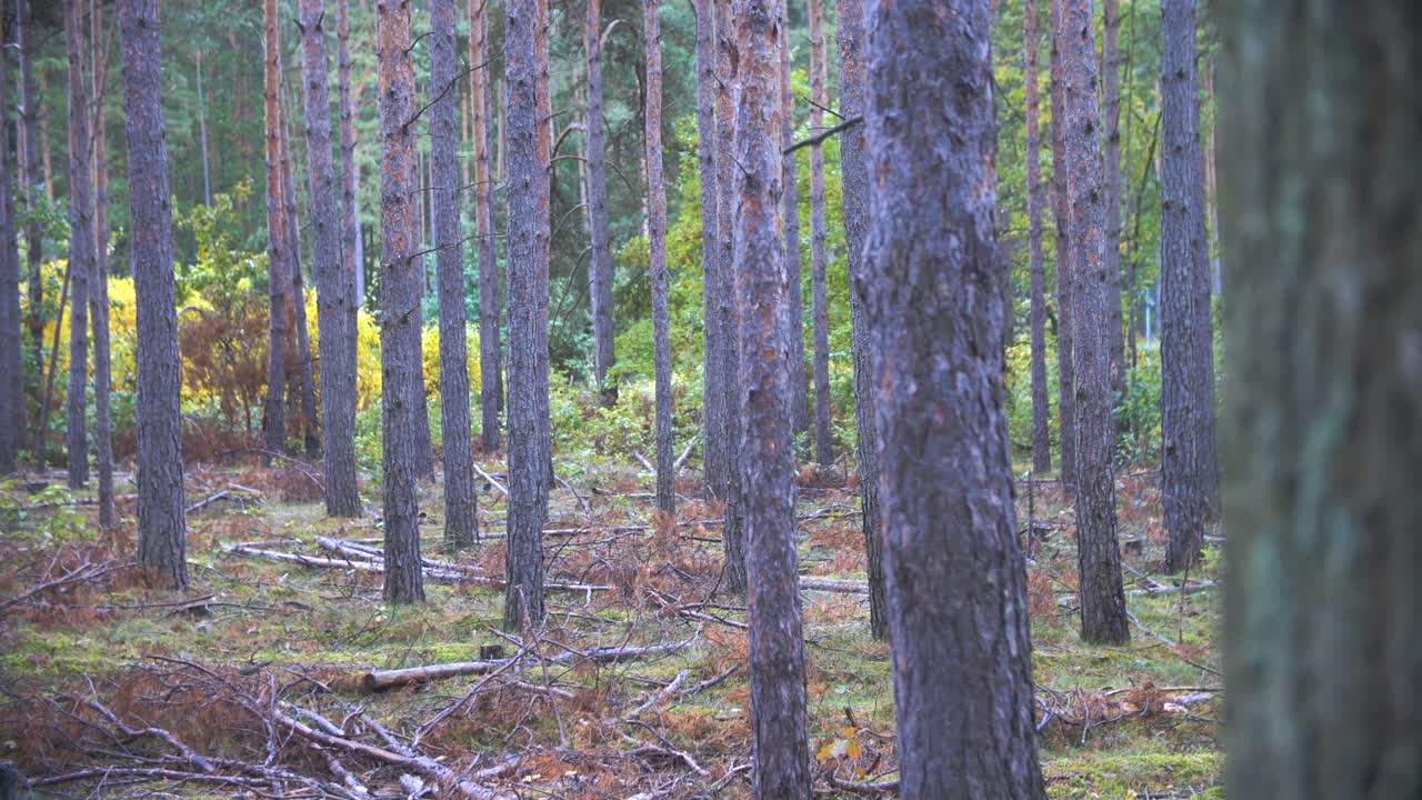 tiro en cámara lenta 4k de árboles en un bosque alemán