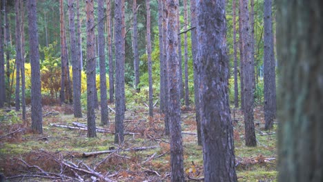 Shot-in-4k-slow-motion-of-trees-in-a-german-forest