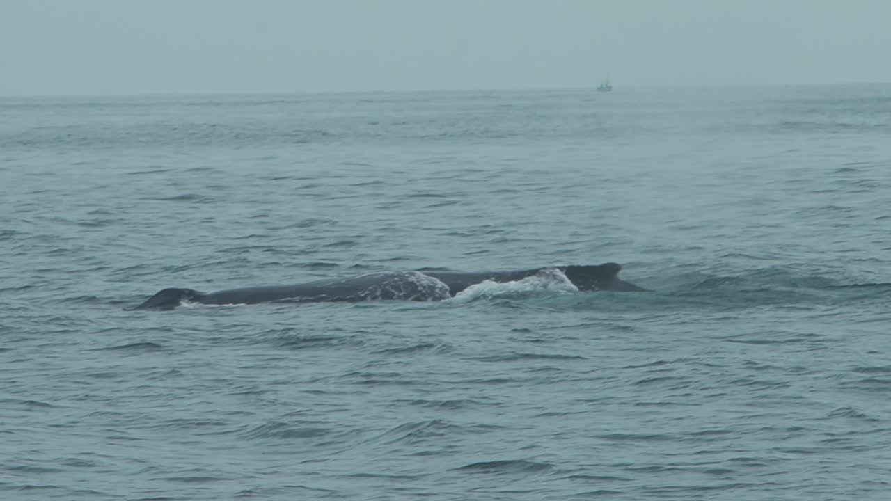 Humpback whale surfacing in calm ocean near Los Organos, Peru, slow motion footage