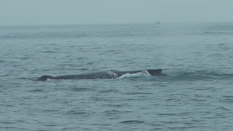 humpback whale surfacing in calm ocean near los organos, peru, slow motion footage