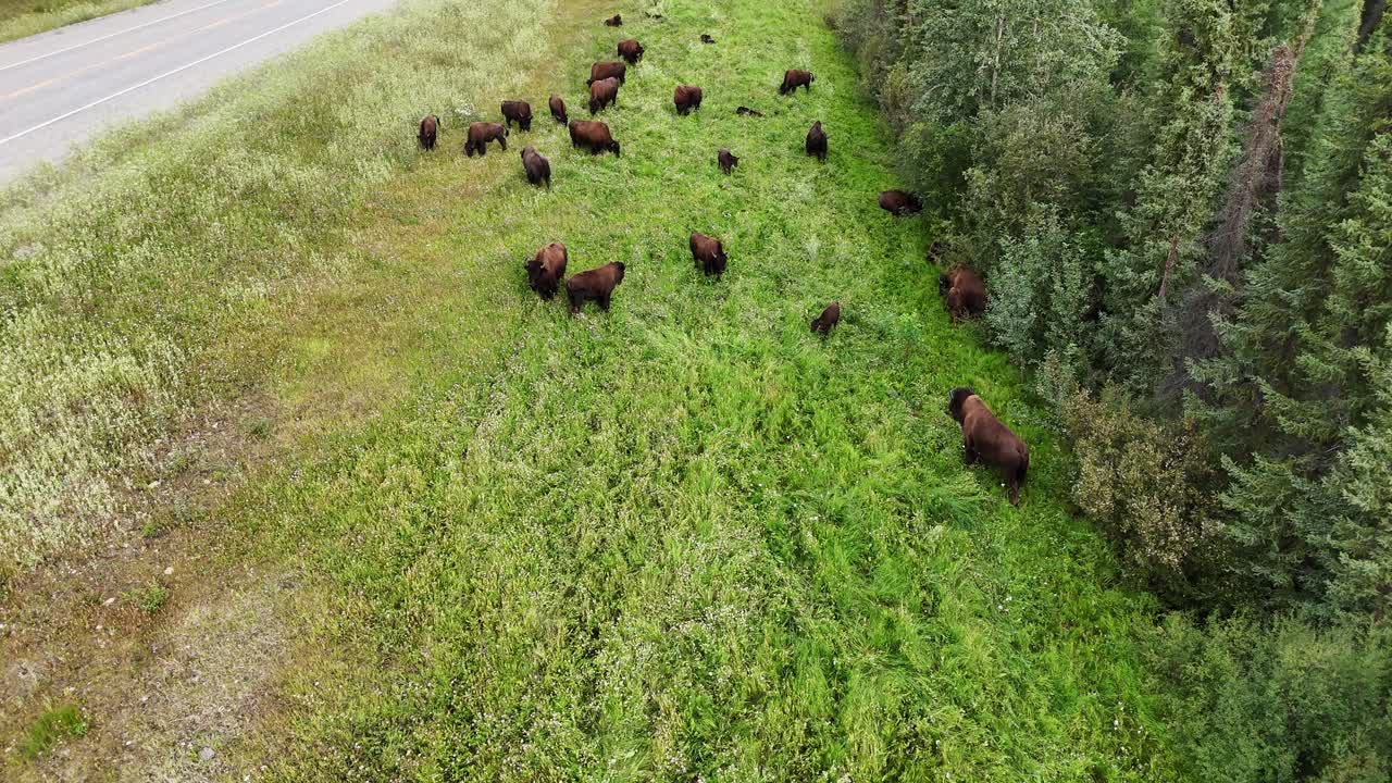 Una vista aerea cattura un grande branco di bisonti che pascola pacificamente in un verde campo lussureggiante, delimitato da una strada asfaltata e da una fitta foresta, mostrando la fauna selvatica nel suo habitat naturale in Canada