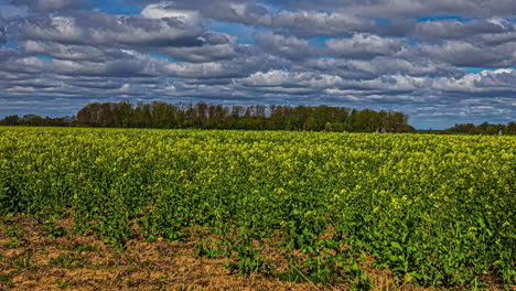 Zeitraffer-Einer-Wiese-Mit-Wunderschönen-Gelben-Blumen-Unter-Einem-Blauen-Himmel-Mit-Vorbeiziehenden-Weißen-Wolken-Und-Einem-Wald-Im-Hintergrund