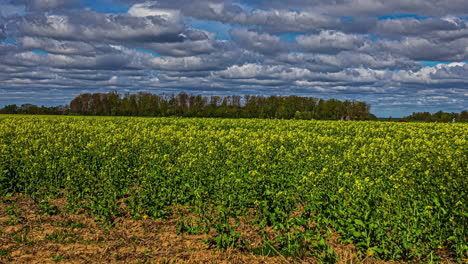 lapso de tiempo de un prado con hermosas flores amarillas bajo un cielo azul con nubes blancas flotando y un bosque en el fondo