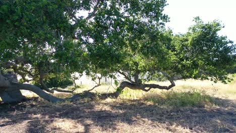 Antena-De-Un-Viejo-Roble-Que-Crece-En-Un-Rancho-En-Santa-Bárbara,-California