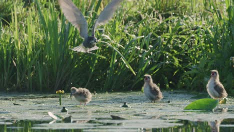 baby birds and a parent bird