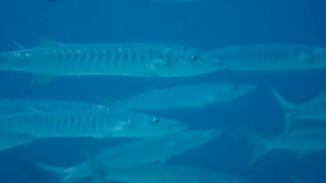 Look-into-the-eye-of-a-great-barracuda-swimming-by-in-their-school