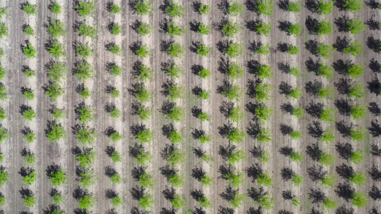 gran plantación con árboles verdes jóvenes con sombras cortas en el suelo en un día soleado en israel
