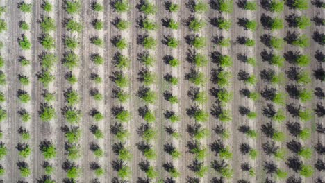 large plantation with young green trees with short shadows on the ground on a sunny day in israel