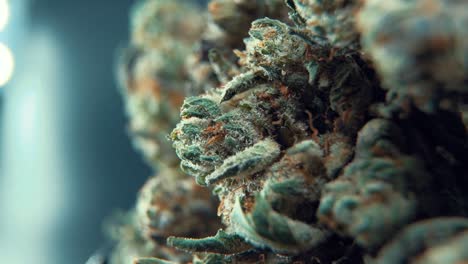 una toma macro cinematográfica detallada de una planta de cannabis, variedades híbridas de naranja, tipo indica, flor de marihuana, en un soporte giratorio 360, cámara lenta, alta definición, 120 fps, iluminación de estudio