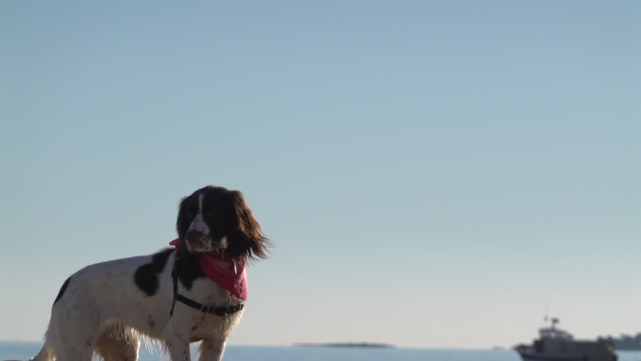 A white and brown dog, wearing a small, pink bandana around it's neck, walking on rocks on the beach