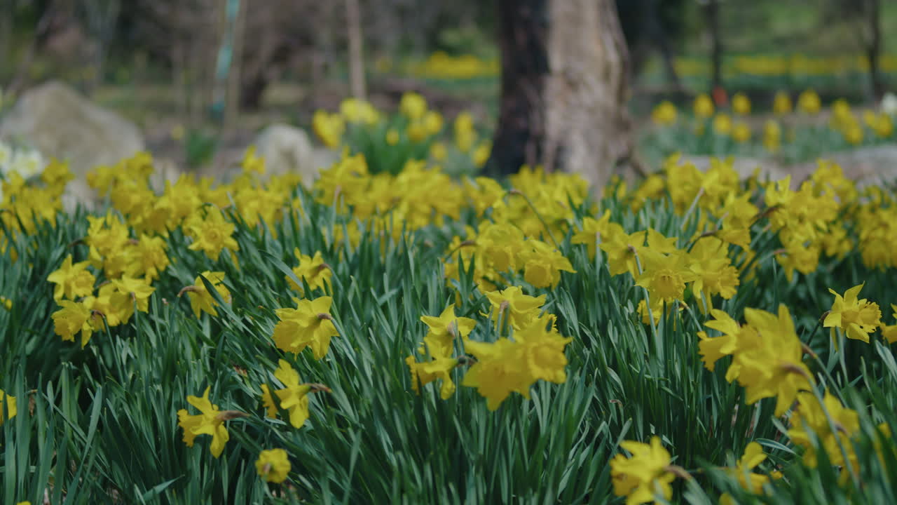 Springtime Scene of a Field Full of Daffodils Blowing in the Wind