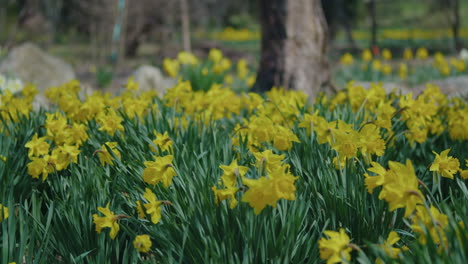 Escena-Primaveral-De-Un-Campo-Lleno-De-Narcisos-Ondeando-Al-Viento