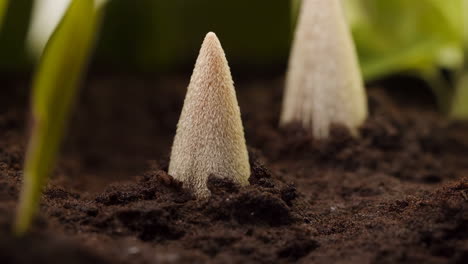 new growth emerging from soil