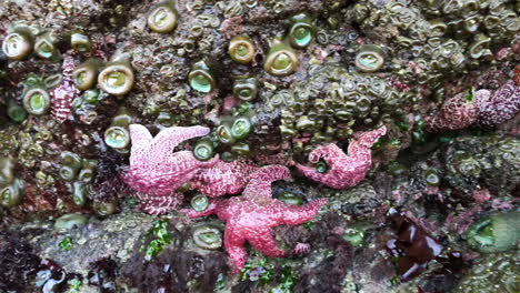 muchas estrellas de mar se aferran a las rocas durante la marea baja