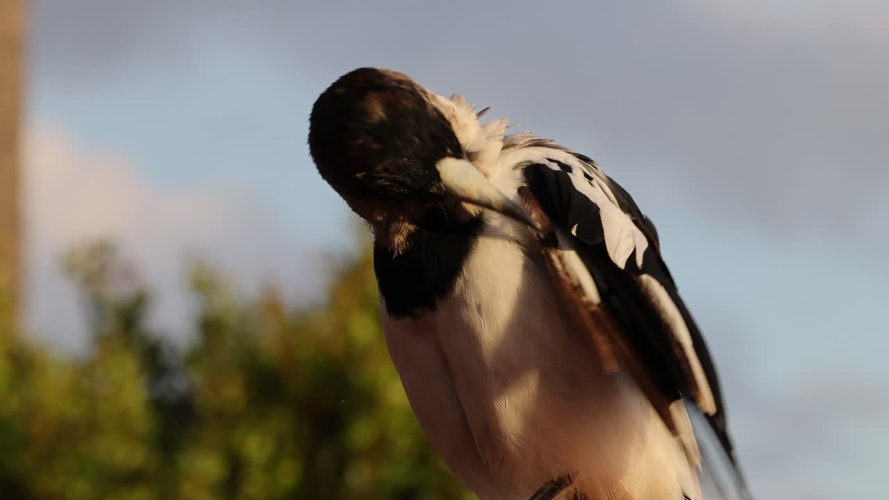 Un uccello si toeletta su uno sfondo naturale