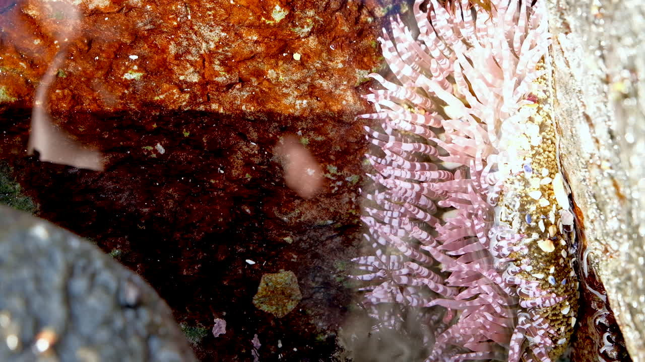 Top view on tentacles of predator sea anemone waiting for prey in sea rock pool
