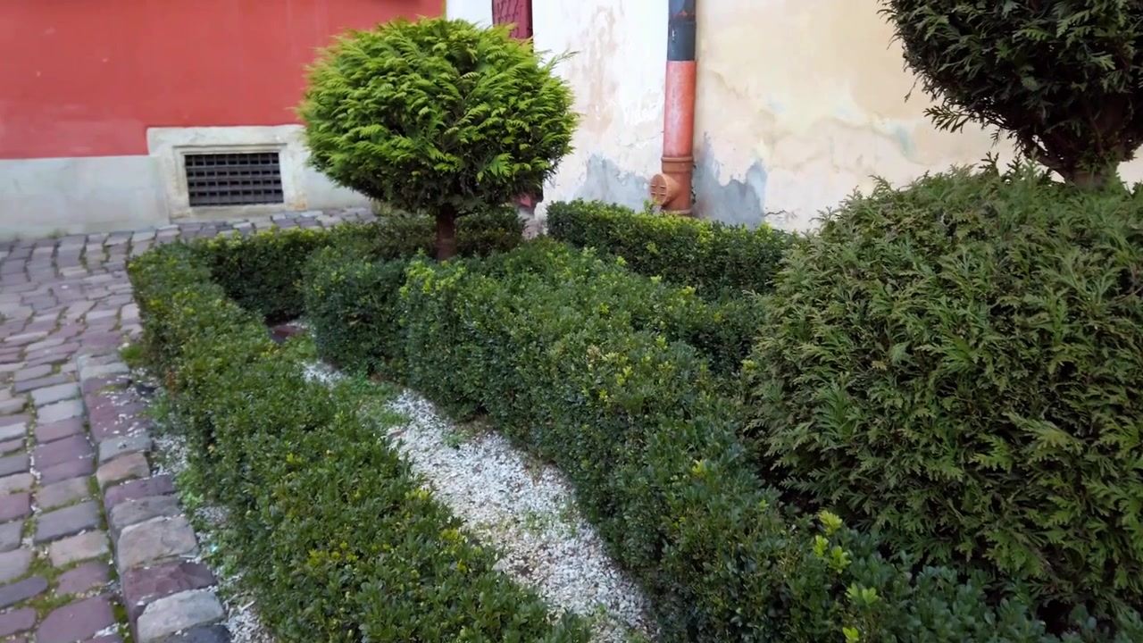 Cespugli verdi sullo sfondo di un vecchio edificio