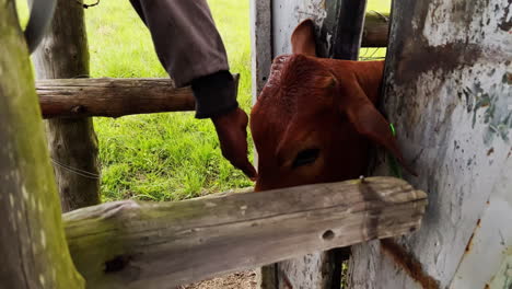 Medication-Administration:-Spraying-Cattle's-Mouth-for-Health-Treatment