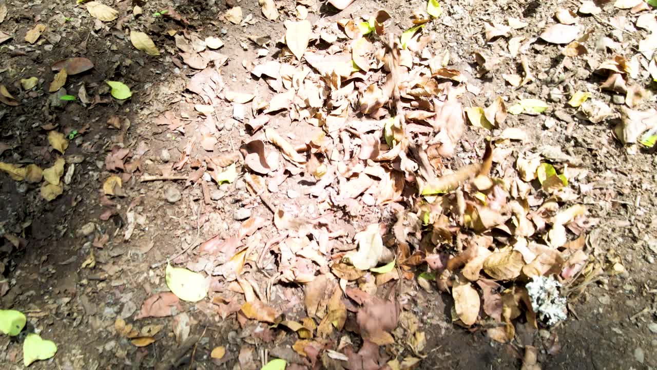 야외 마을 하늘 공중 풍경 숲의 아름다운 마을 풍경 - 농촌 숲의 항공 사진 케냐 - 무선 드론 쿼드 콥터 컨트롤러