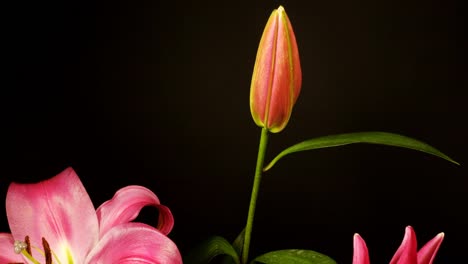 flor rosa 05