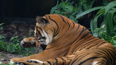 Tigre-Malayo-En-Peligro-Crítico-De-Extinción-Frotándose-Los-Ojos-Y-Luego-Lamiendo-Su-Pata-Mientras-Yacía-En-El-Suelo