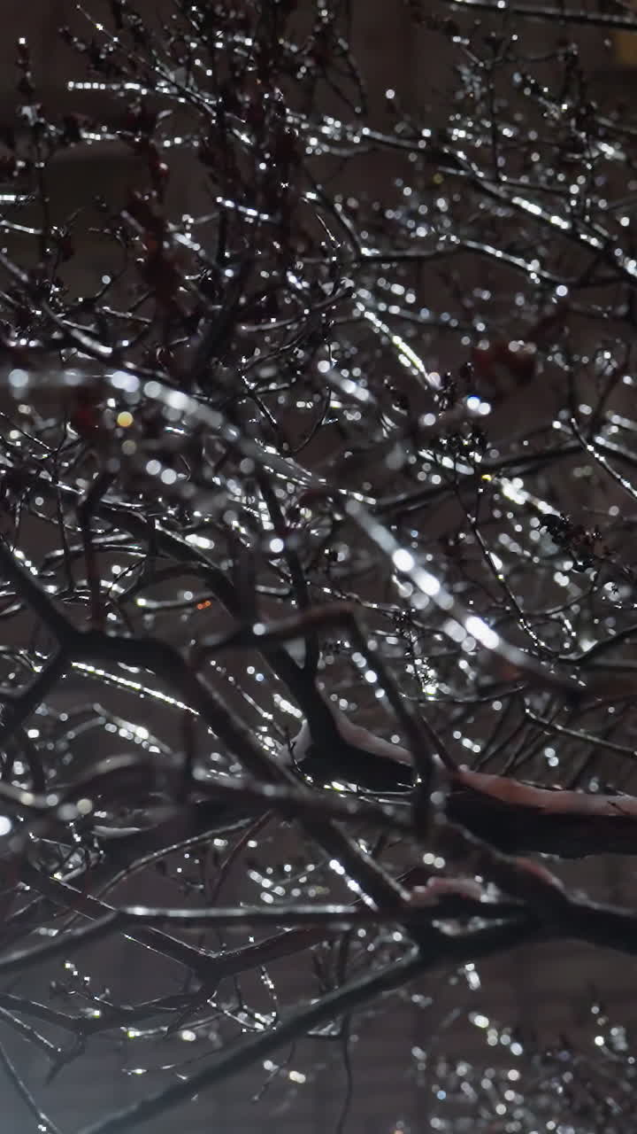 근처 건물 창문에서 밝은 빛과 부드러운 반임으로 빛나는 반이는 얼음과 눈으로 반이는 은 벌거벗은 나무 가지의 클로즈업