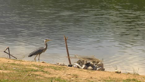 Great-Blue-Heron-Bird-Fliegt-über-Den-See,-Zeitlupe