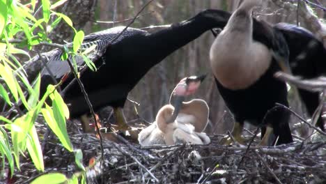 Birds-of-the-mangrove-forest-pin-the-Everglades