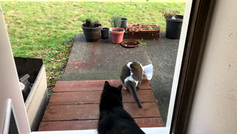 Female-cat-with-e-collar-sitting-in-entry-way,-black-and-white-male-cat-Maine-Coon-entering-the-scene-and-sitting-down