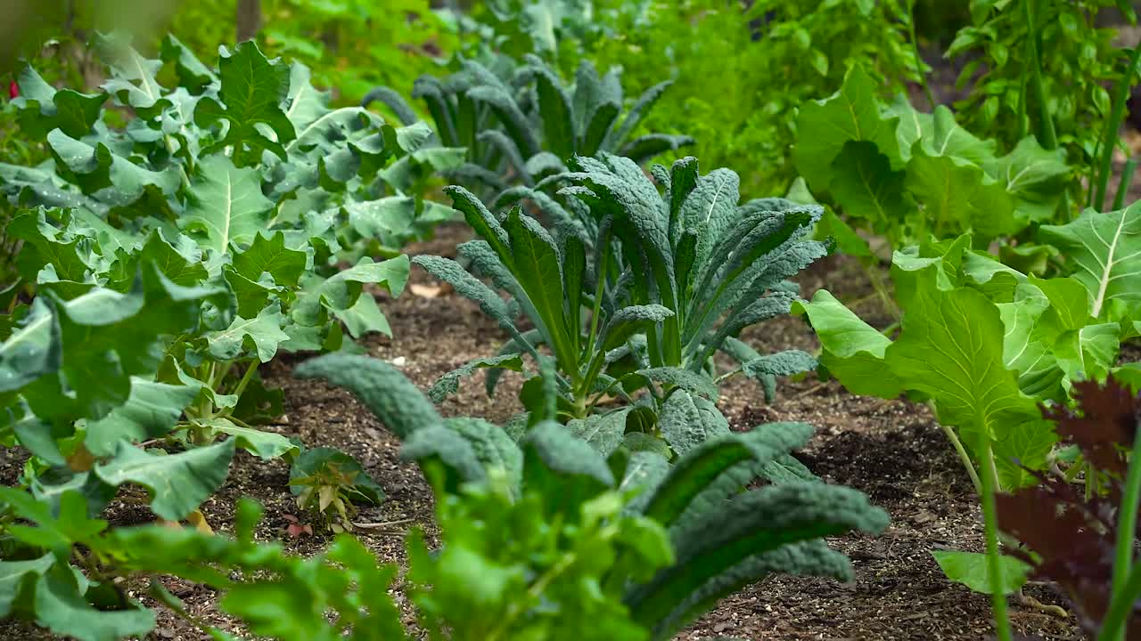 Diverse varietà di cavolo riccio piantate in un giardino botanico, pronte per la raccolta.