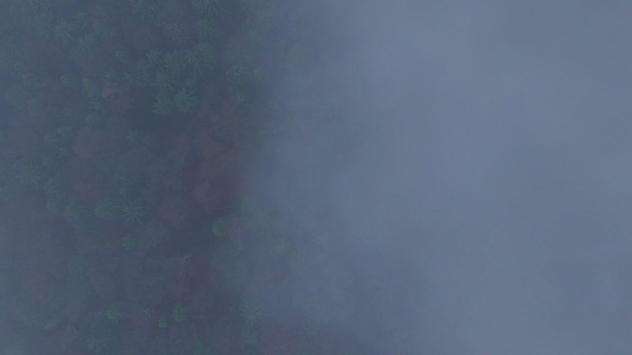 Top down drone view of misty autumn forest with cold air and mysterious conifer treetops
