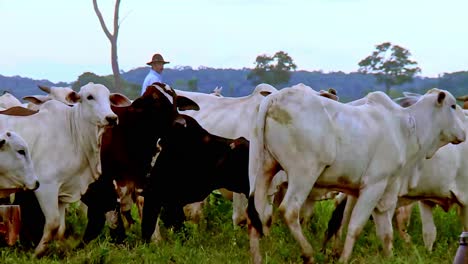 ganado nelore del rebaño de la granja con una joroba distintiva sobre los hombros