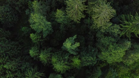 Sanfter-Flug-Mit-Einer-Drohne-über-Einen-Grünen-Wald-Mit-Tannen-In-Deutschland,-Idyllische-Naturkulisse