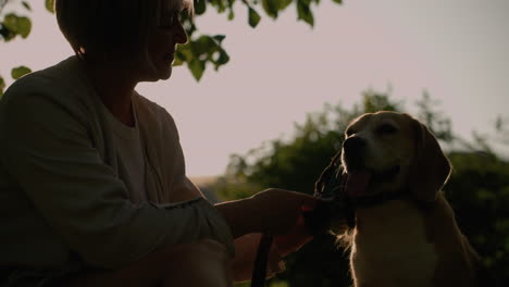 dog owner squatting on, rubbing dog s ear with grooming glove while holding leash under bright sunlight, smiling affectionately at dog, sunlight creates soft silhouette effect