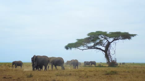 Vista-Típica-Africana-Con-Una-Manada-De-Elefantes-Bajo-Un-Gran-árbol-De-Acacia-En-La-Sabana