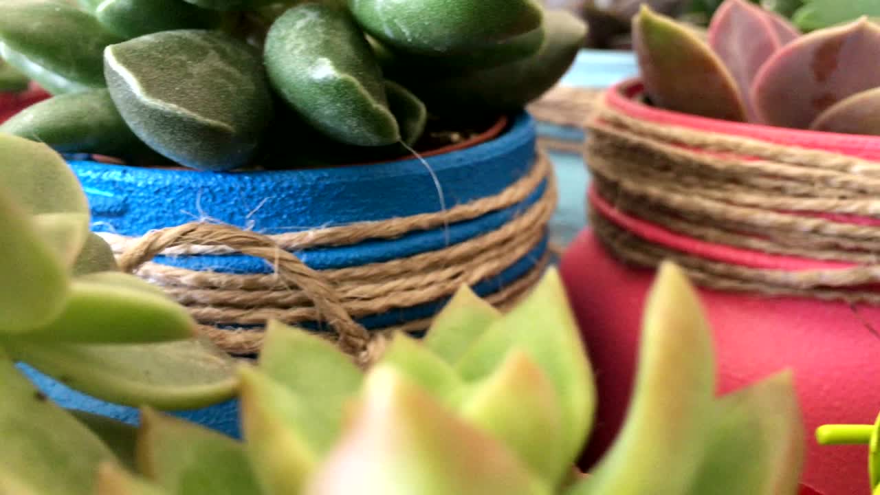 un montón de suculentas flores de cactus de cerca