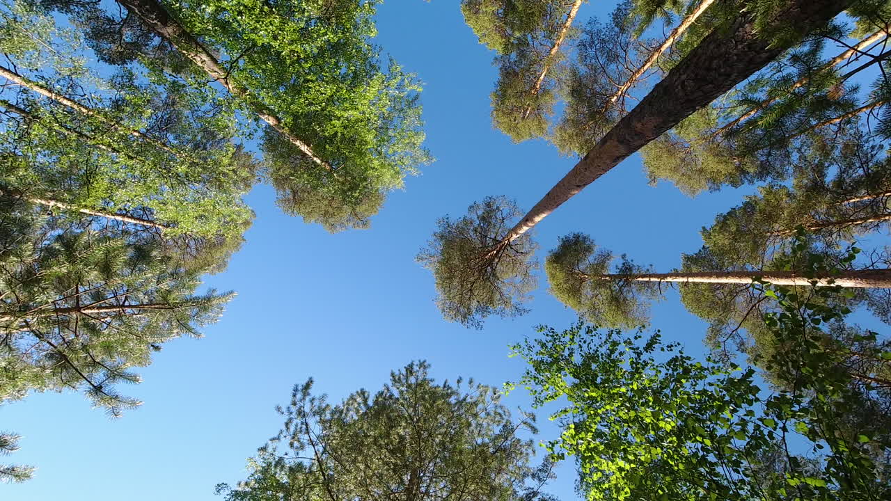 lapso de tiempo de magníficos árboles altos en un bosque de coníferas con cielo azul claro