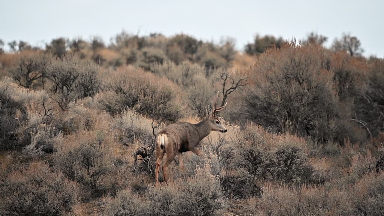 el ciervo mula majestad: graciosos pastores en el lago du bois