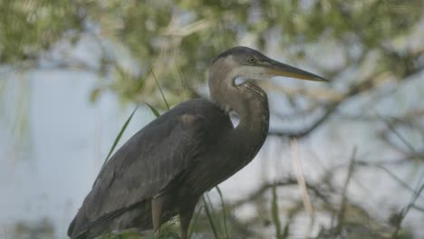 a great blue heron perches on a branch, its long neck poised as it surveys the wetland