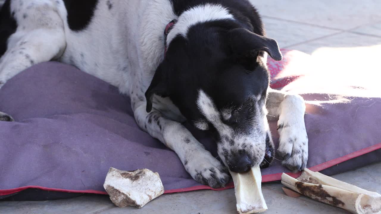 un perro con un hueso.