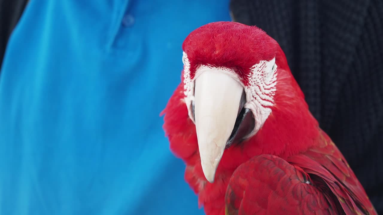 primer plano de un loro guacamayo rojo