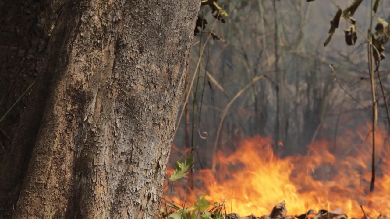 Stable shot of forest fire with large tree in foreground and smoke rising in background.
