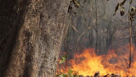 stable shot of forest fire with large tree in foreground and smoke rising in background.