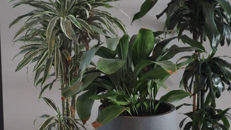 collection of indoor houseplants