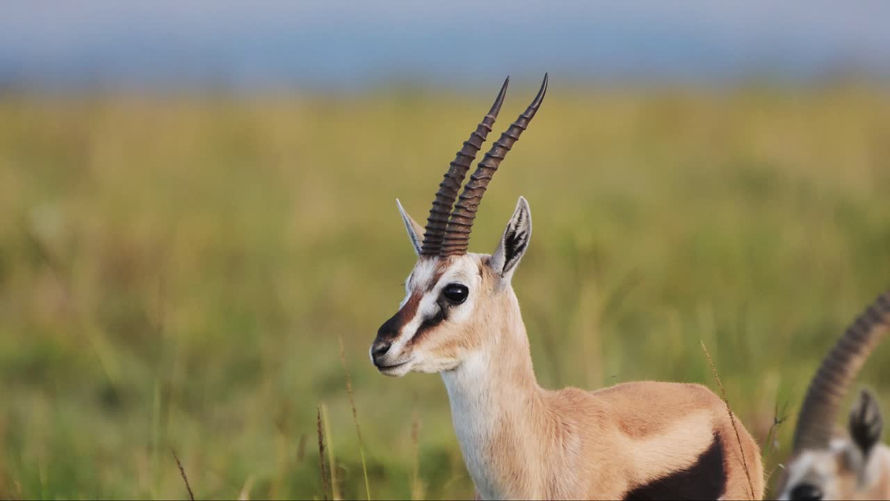 la gacela thomson frente a la cámara proporcionando una composición central en el desierto y las praderas de la reserva nacional de maasai mara, áfrica animales de safari en masai mara vida silvestre africana, kenia