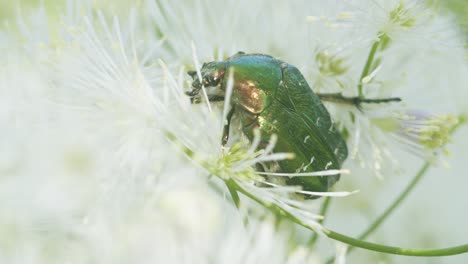 Green-rose-chafer-cetonia-aurata-eating-pollen-on-flower-macro-close-up