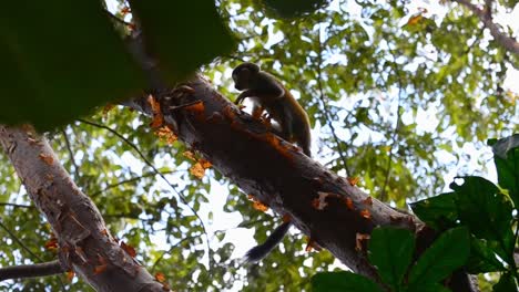 pequeño mono ardilla trepando por gruesas ramas de un gran árbol tropical