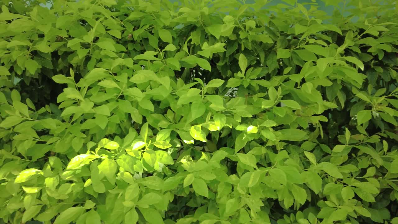 las exuberantes hojas verdes de un árbol, cada hoja está intrincadamente detallada y los colores son tan vivos