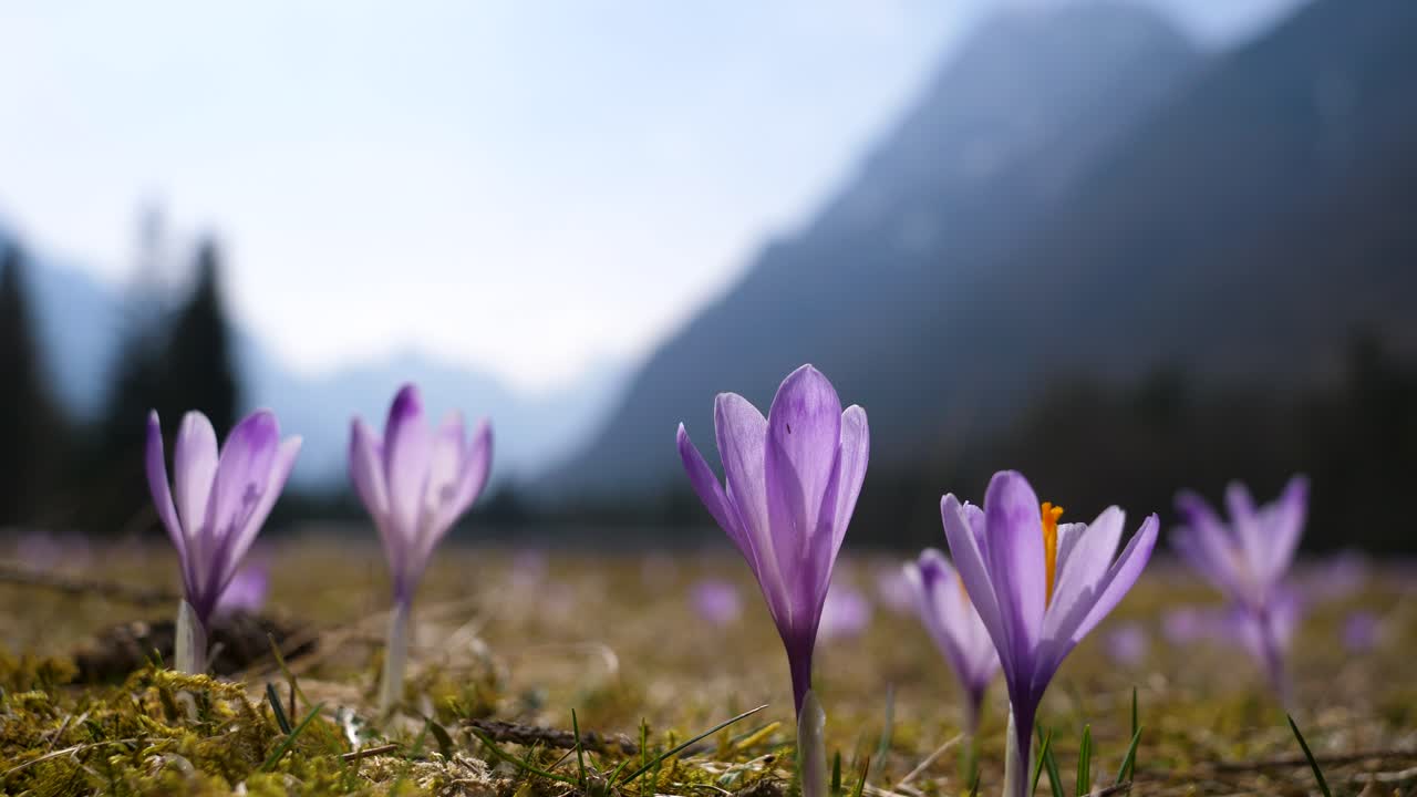 Bokeh shot of purple crocuses growing with a large mountain valley