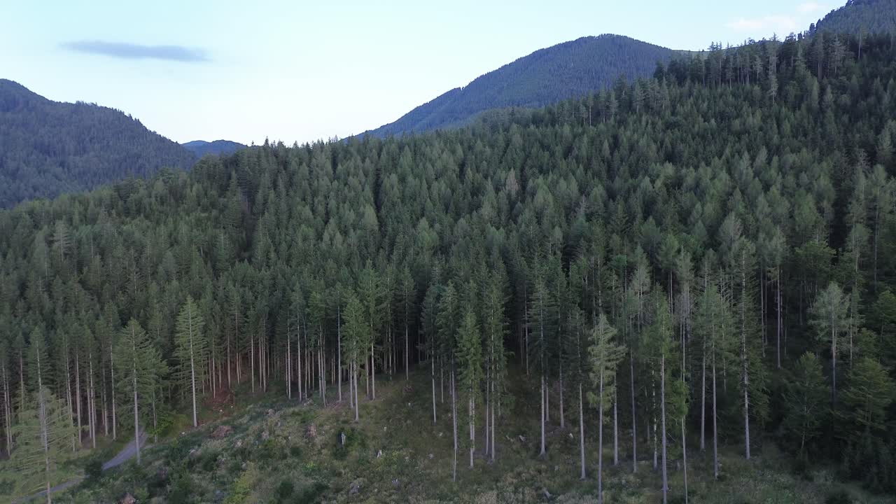 Black forest of Lower Austria close to Semmering filmed with drone from above in 4K during the summer day